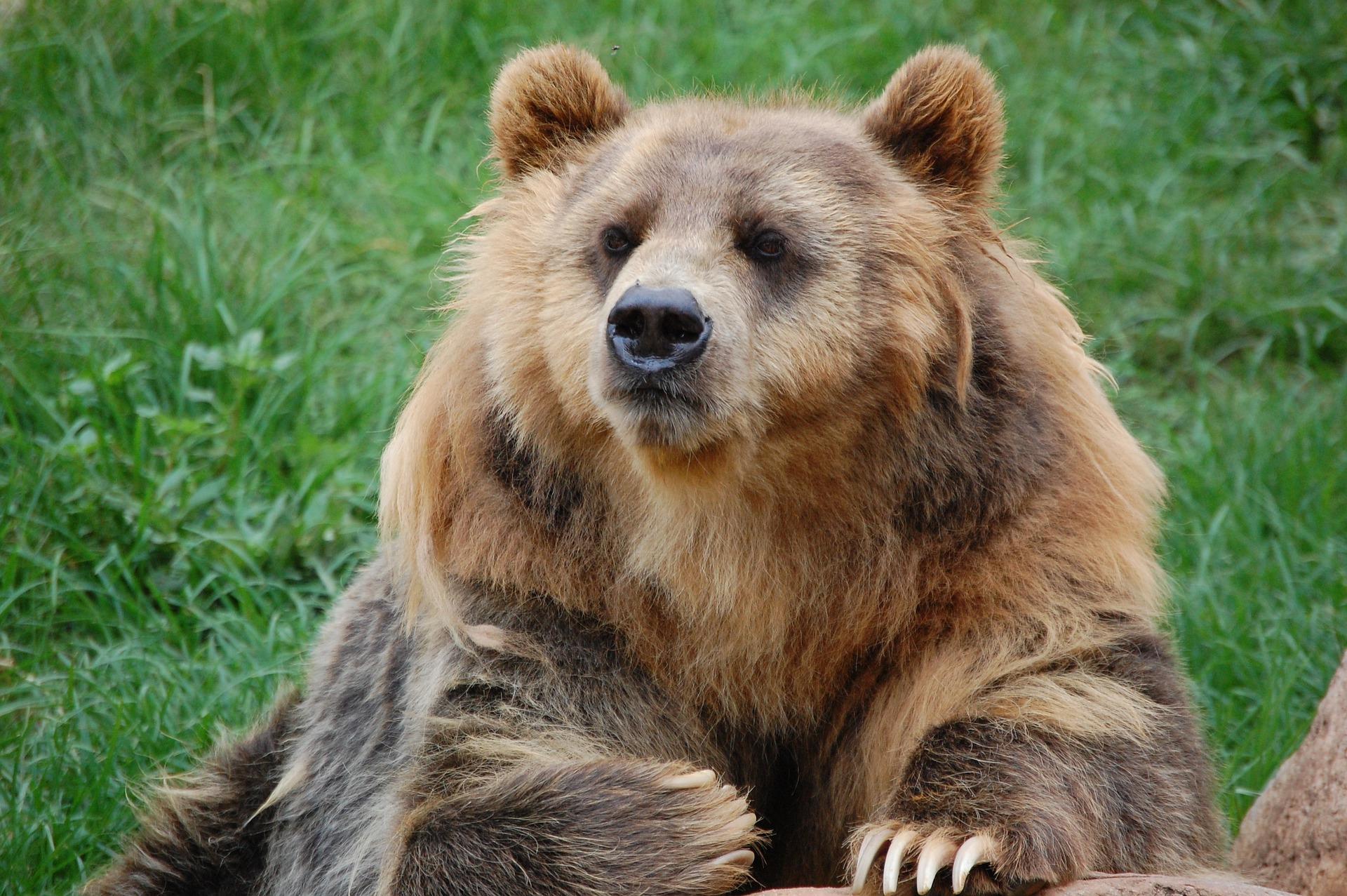 bear-2546092_1920.jpg