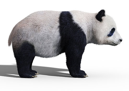 bear-panda-side-white-view-martin-cvetkov.jpg