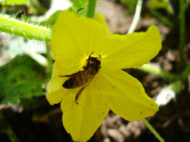 bee pollinating.JPG