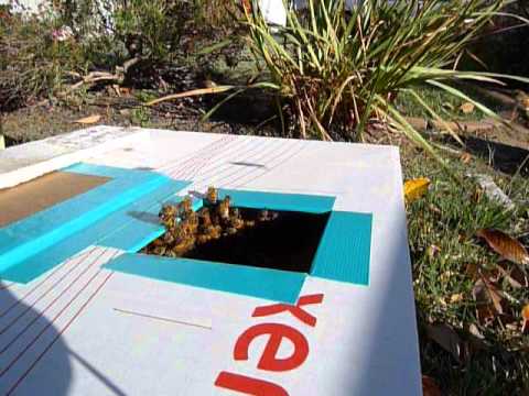 bee swarm into cardboard box