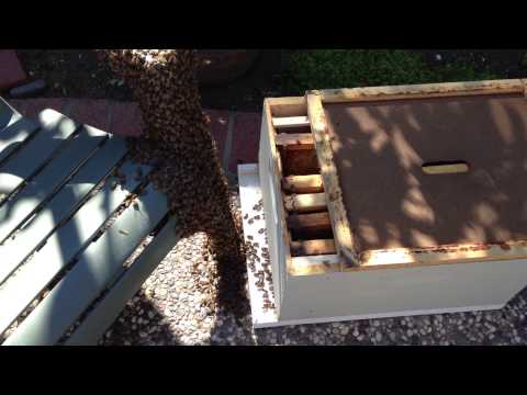 bee swarm3