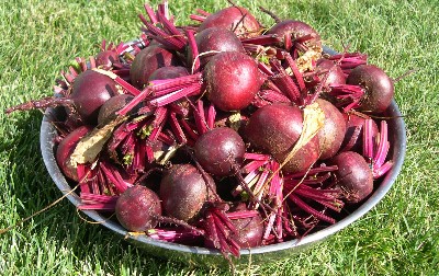 beets.jpg