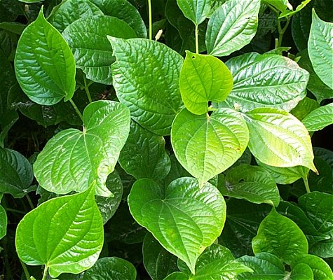 betel_leaves.jpg