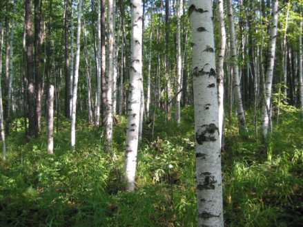 birch-tree.jpg