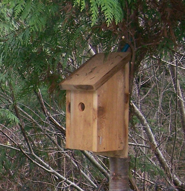 birdboxes.jpg