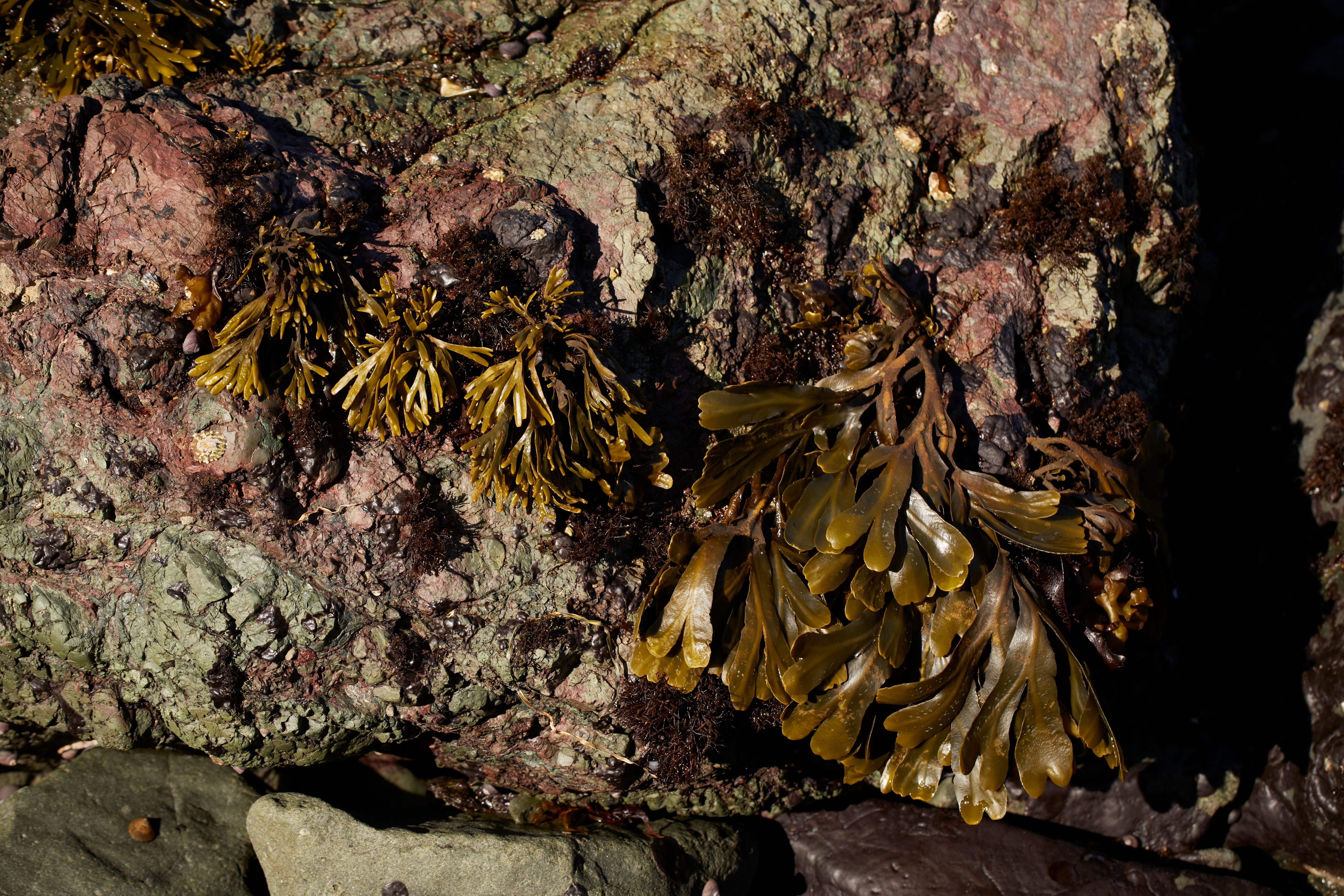 bladderwrack.jpg