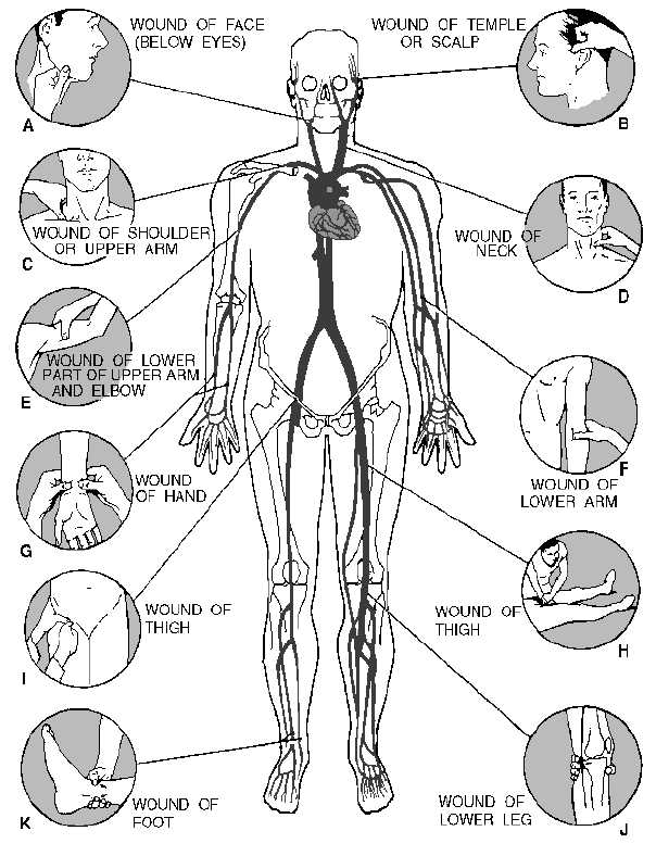 bleeding pressure points.png