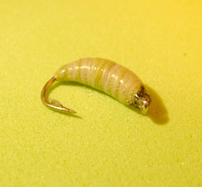 blowfly_larvae_01.jpg