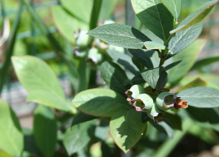 blue berries.jpg