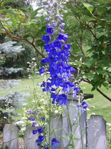 blue flower.jpg