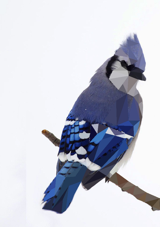 blue jay2355.jpg