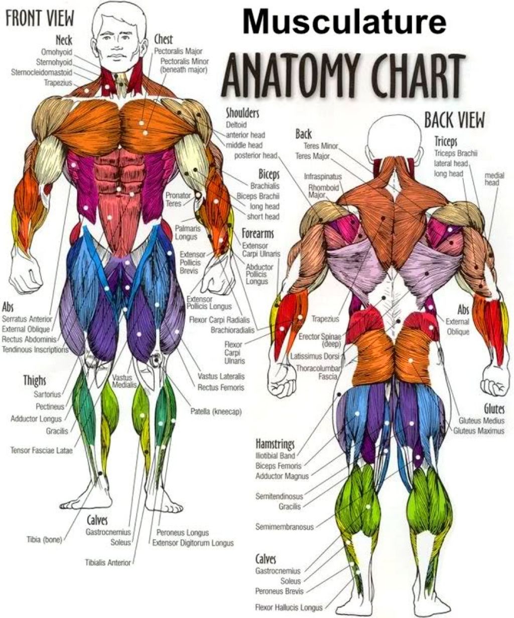 body-muscle-anatomy-chart-552f2da7ce377.jpg