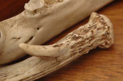 bone-carving-antler.jpg