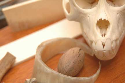 bone-carving-skull.jpg