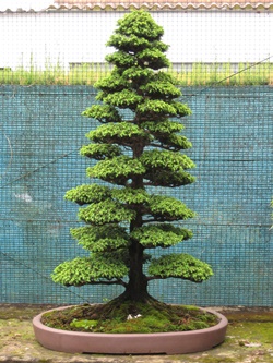 bonsai-from-seed-070 - Copy.JPG