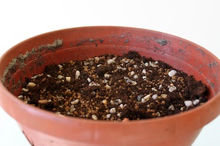 bonsai-seedbed.JPG