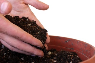 bonsai-seeds-soil.JPG