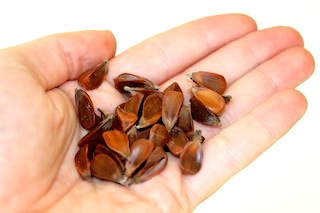 bonsai-seeds.JPG