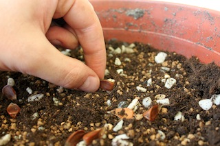 bonsai-seeds2.JPG