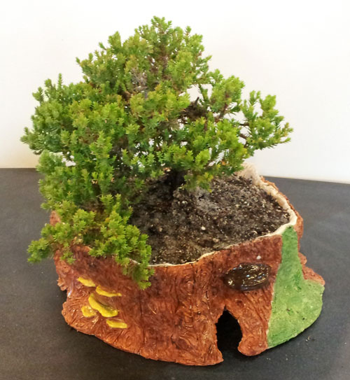 bonsai14.jpg