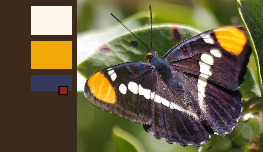 borrowing nature's color schemes.jpg