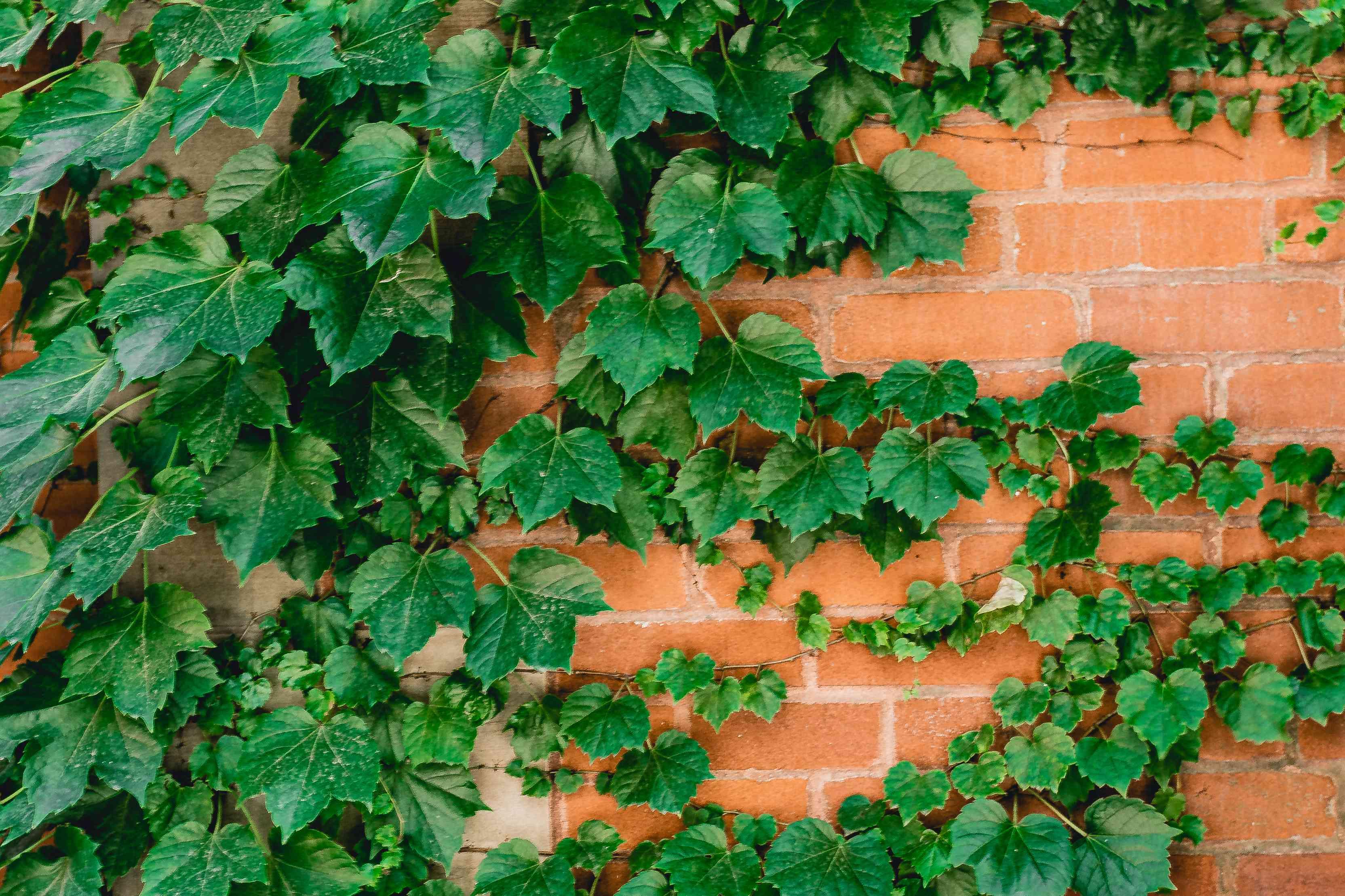 boston ivy.jpg