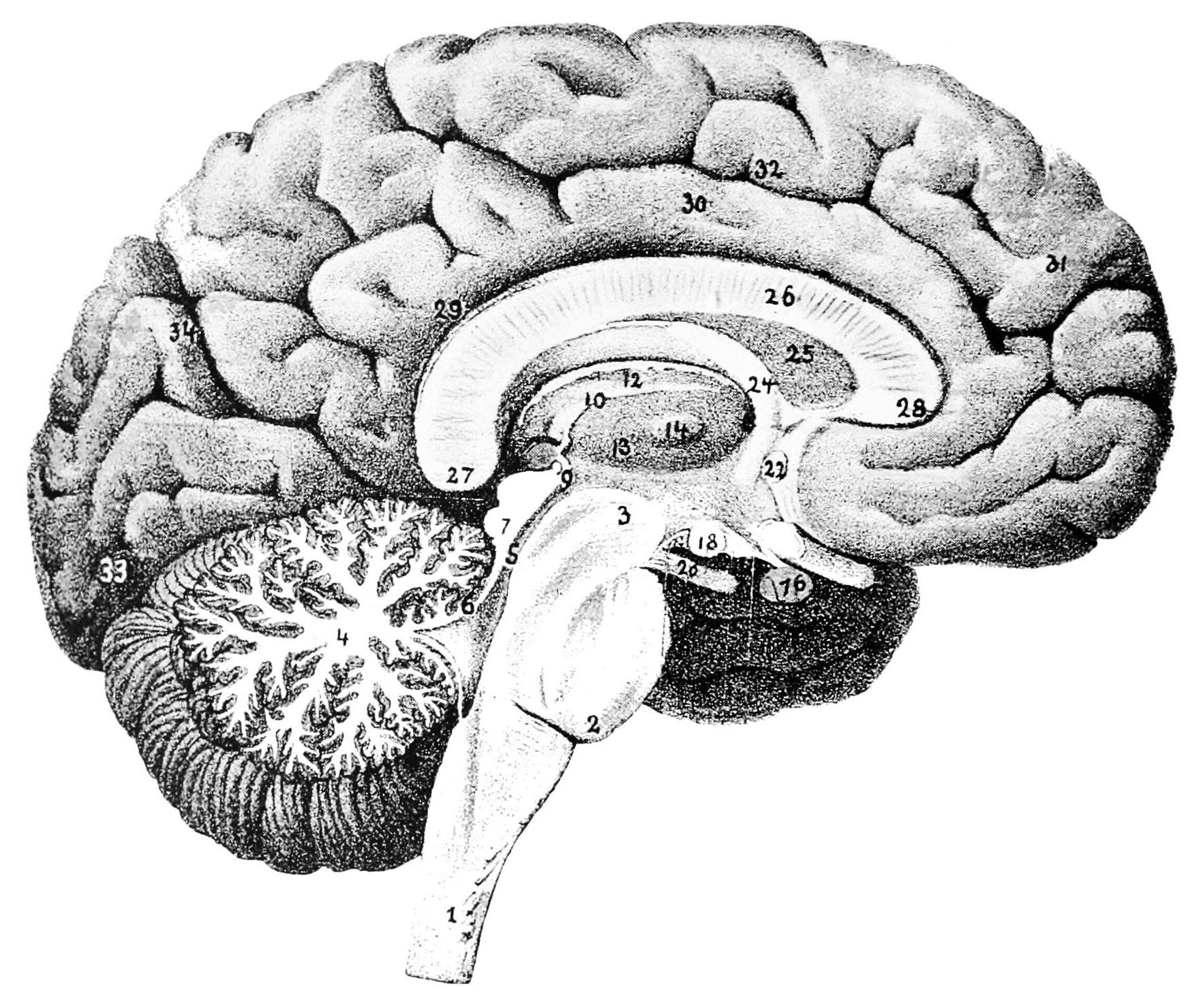 brain_left_facing-1496149673.jpg