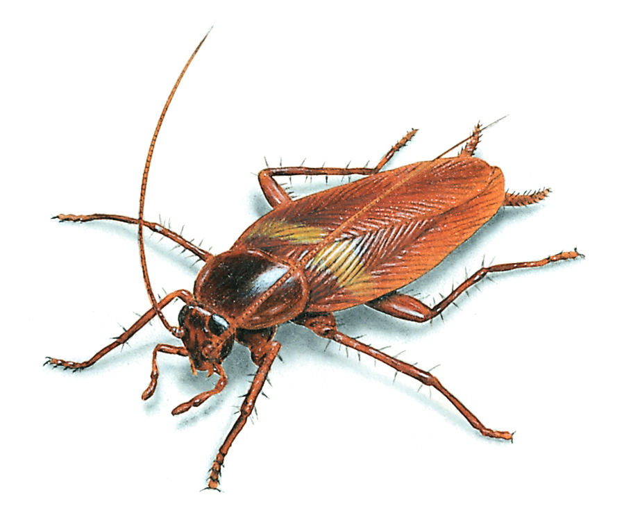 brown-cockroach.jpg