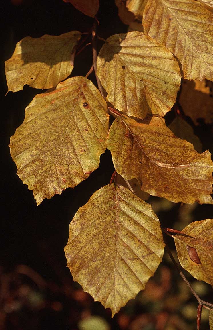 brown-leaves.jpg