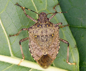 brown-marmorated-stink-bug.jpg