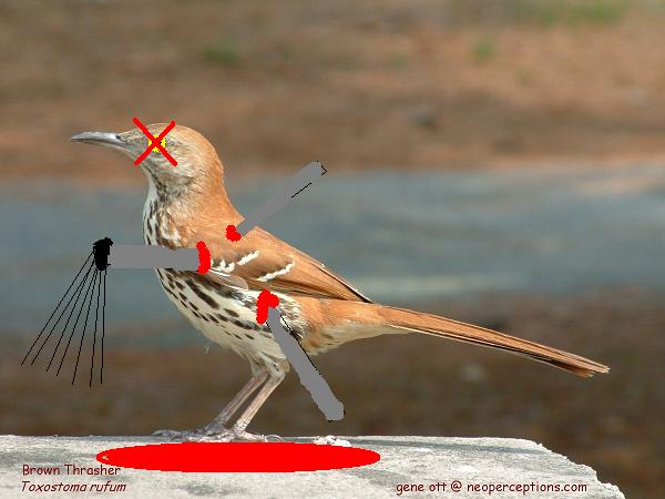 brownthrasher1a.jpg