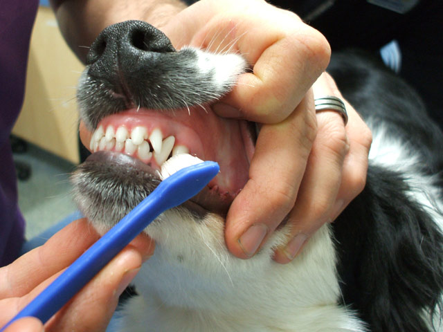 brush-teeth-front.jpg