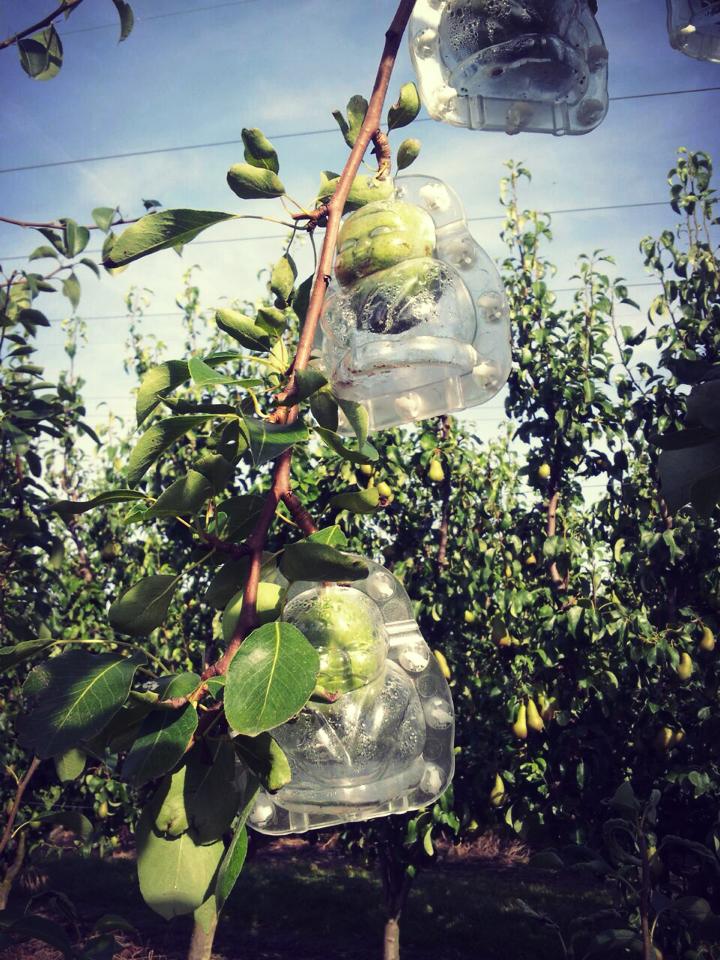 buddha shape pear on the tree.jpg