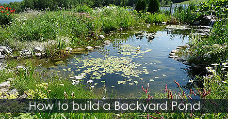 build-a-backyard-pond.jpg