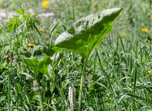 burdock-490503_640.jpg