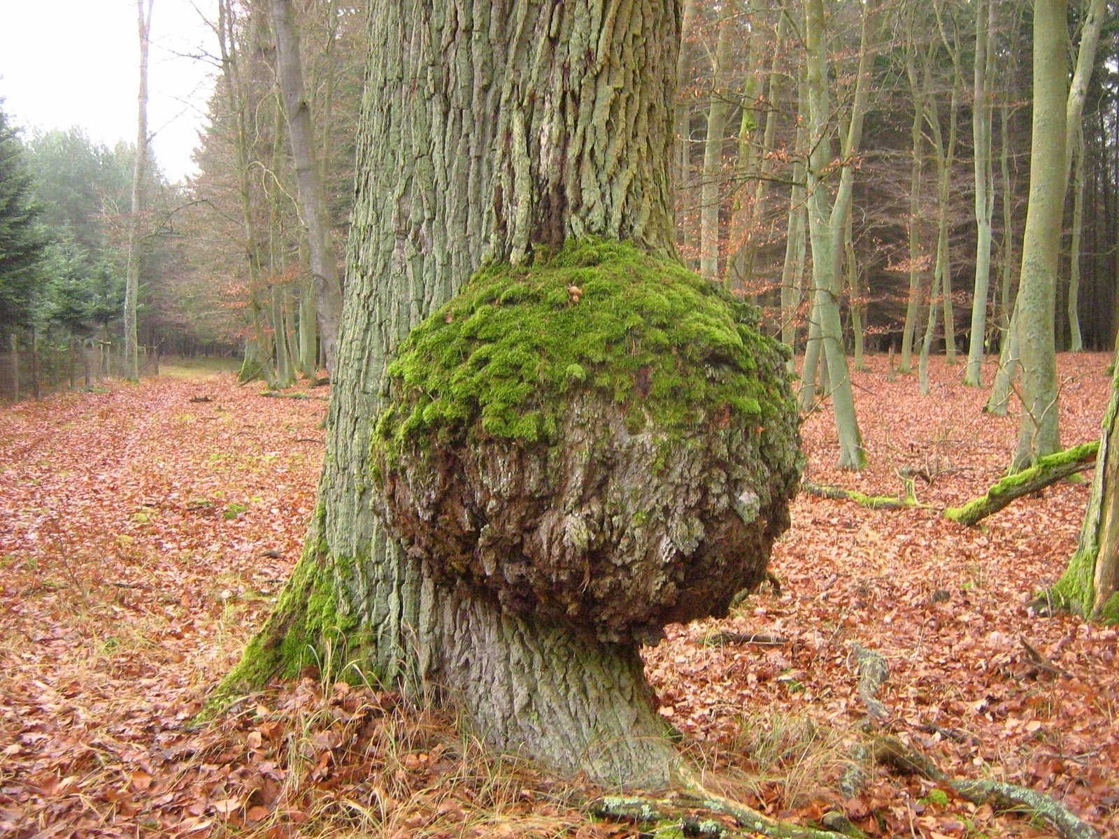 burl.jpg