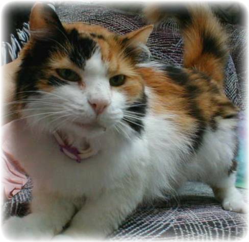 buster cat.jpg