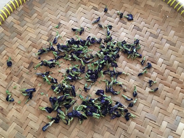 butterfly-pea.jpg