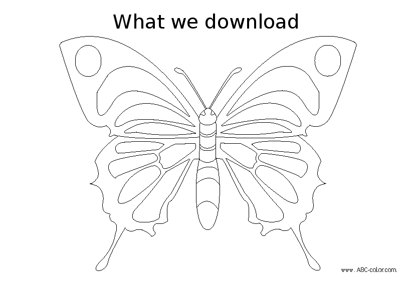 butterfly-raster-coloring-original.png