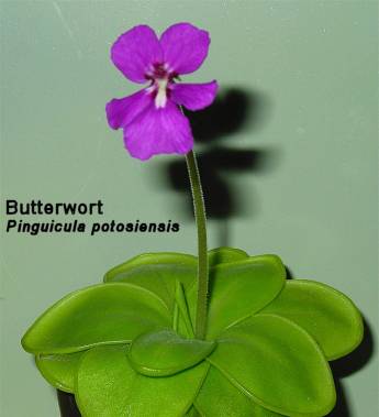 butterwort-jpg.jpg