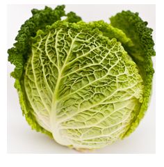 cabbage.JPG