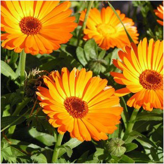 calendula-arcoiris-530x530.jpeg