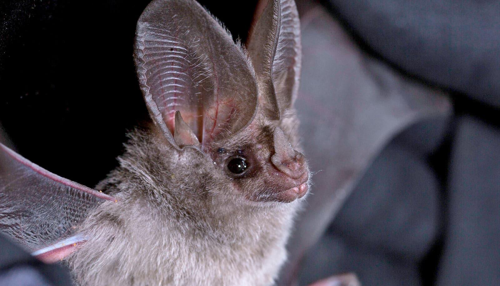 cali-leaf-nosed-bat_1600.jpg