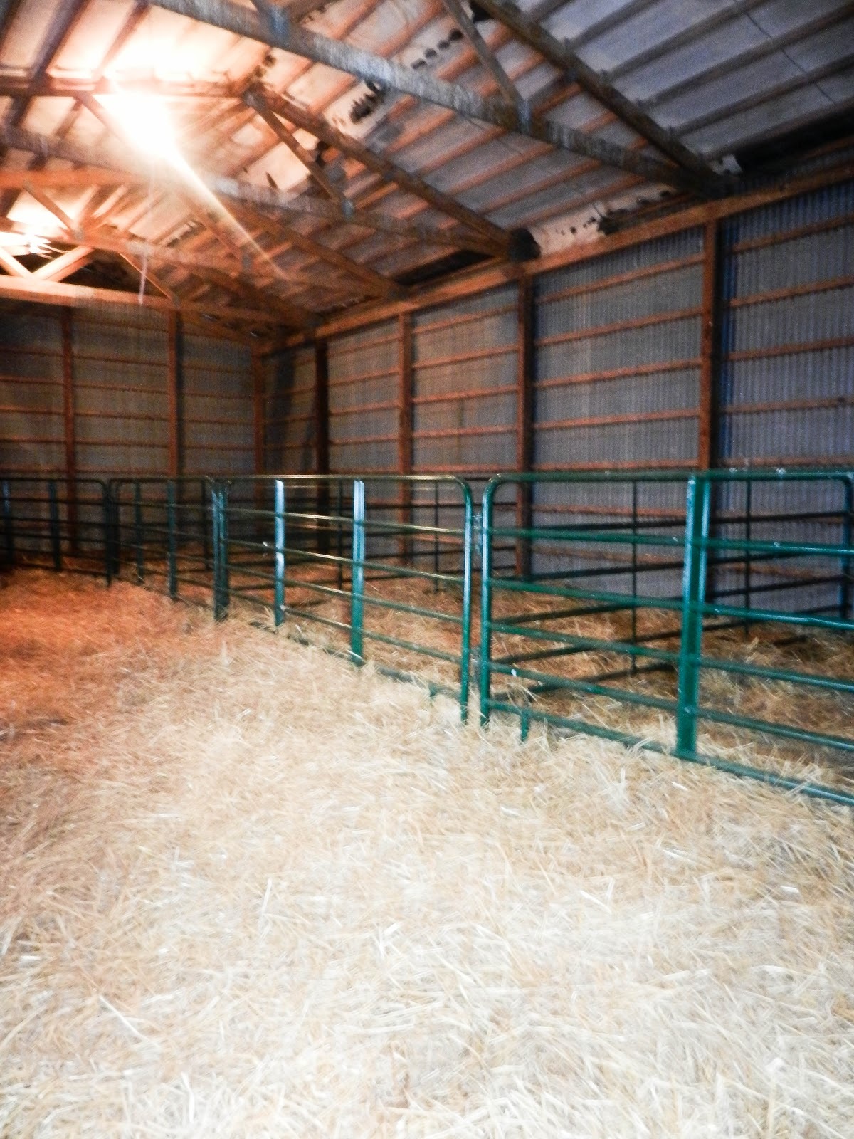 calving barn2.jpg