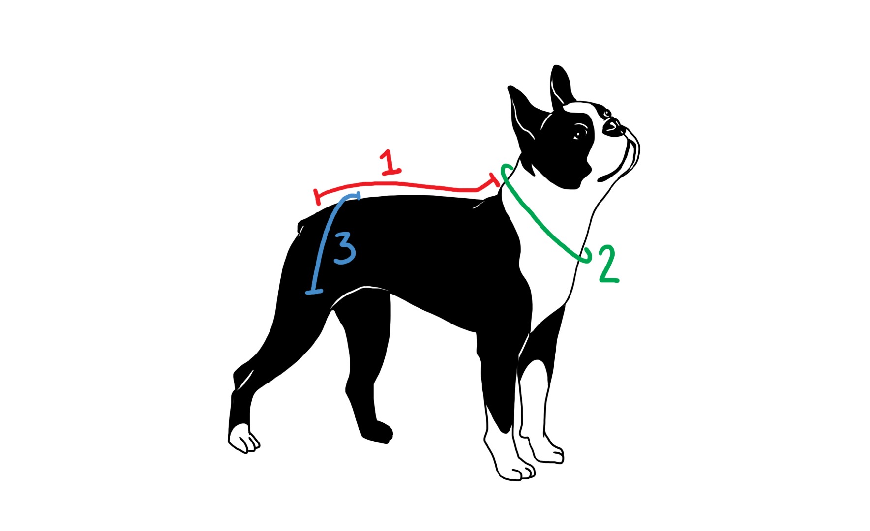 capemeasurement.jpg