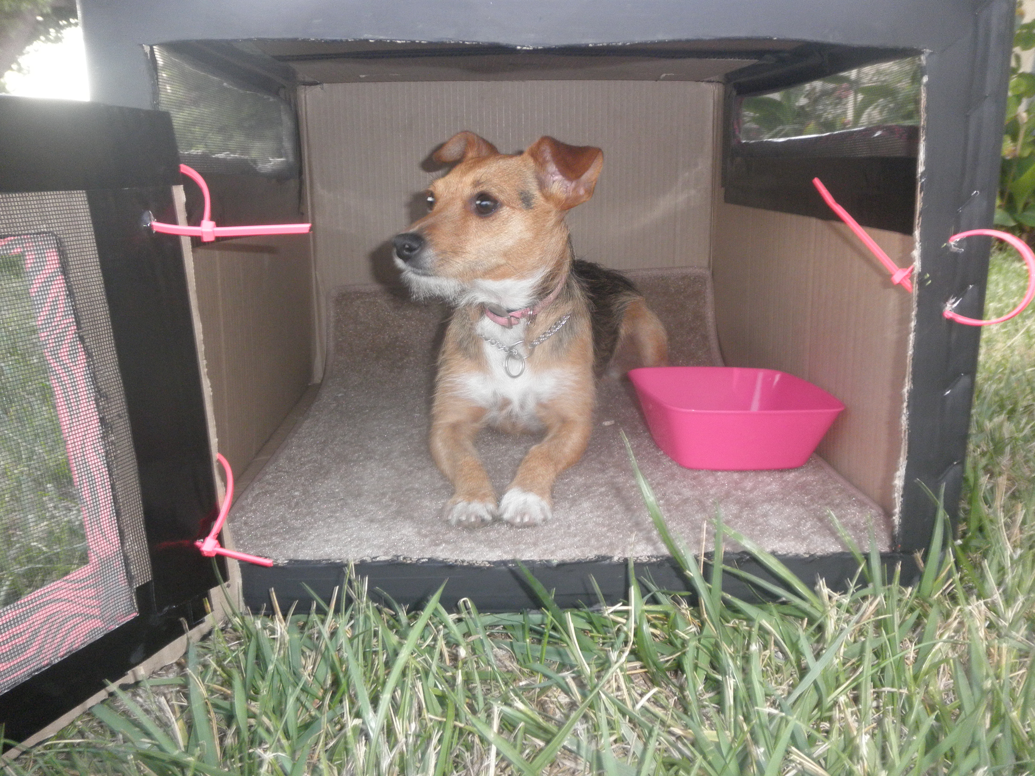 cardboard dog crate 063.JPG