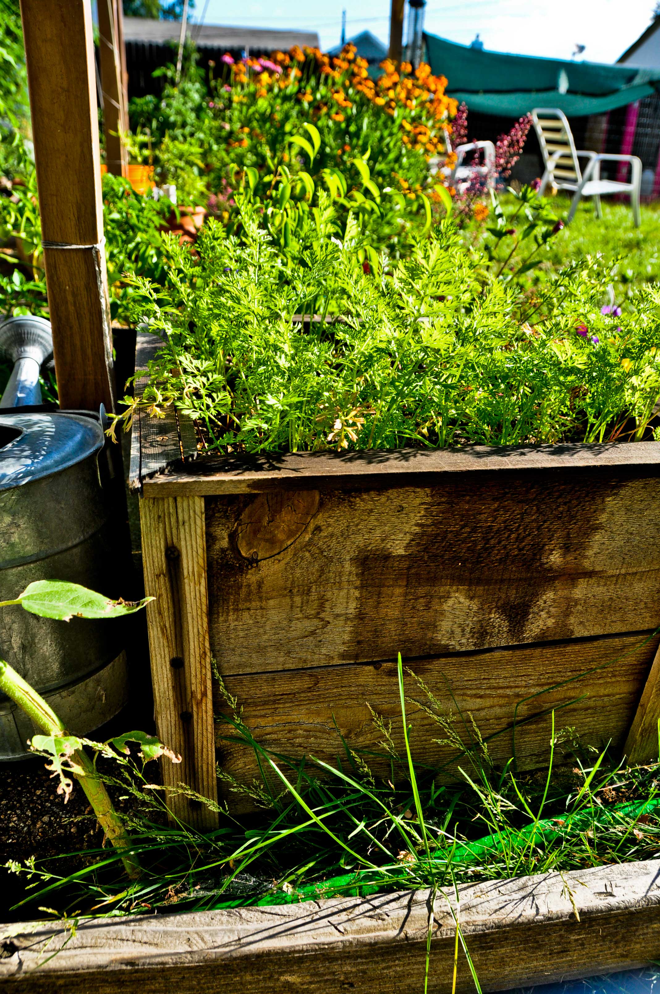 carrots-in-pot.jpg