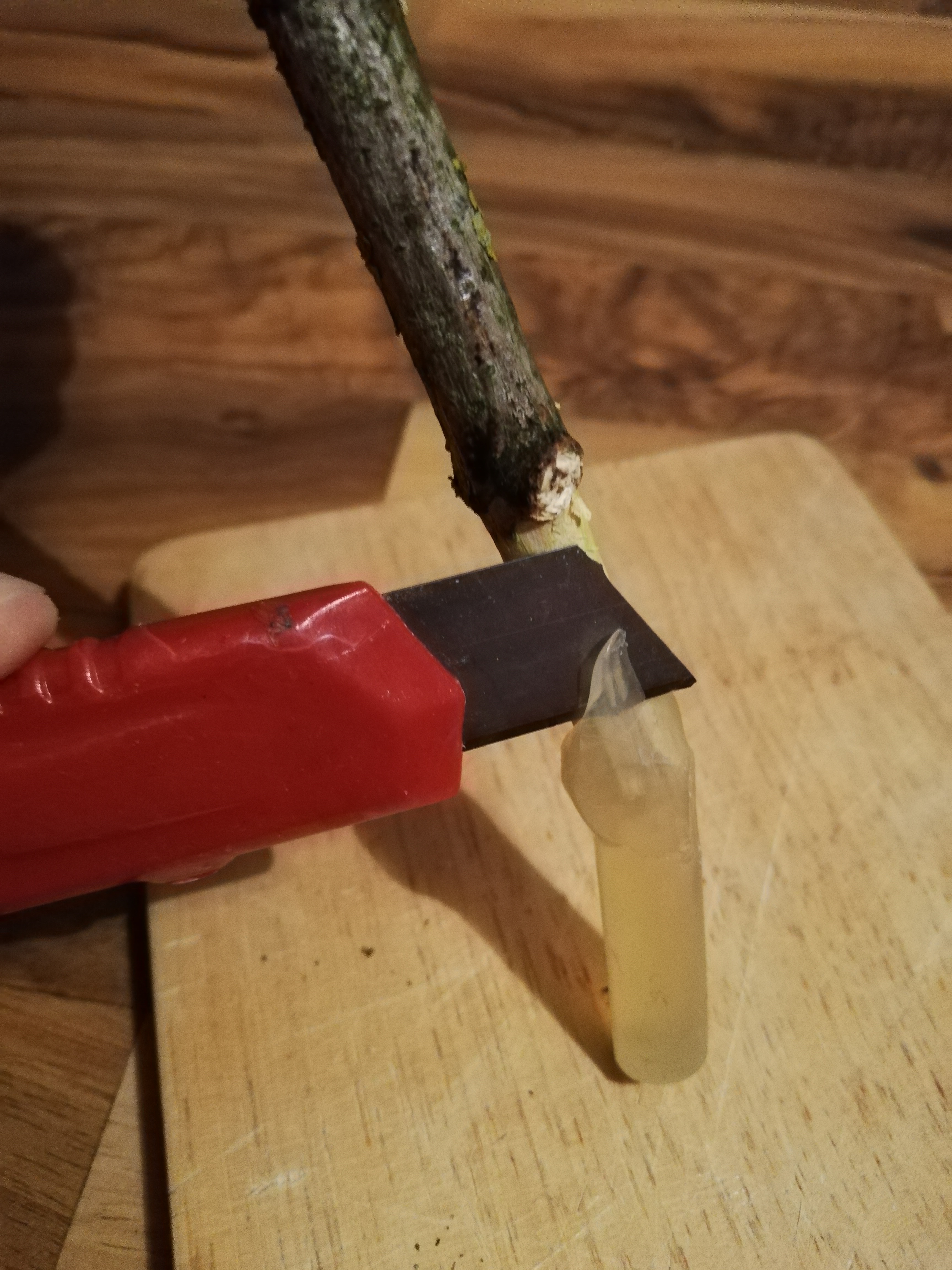 carve1.jpg