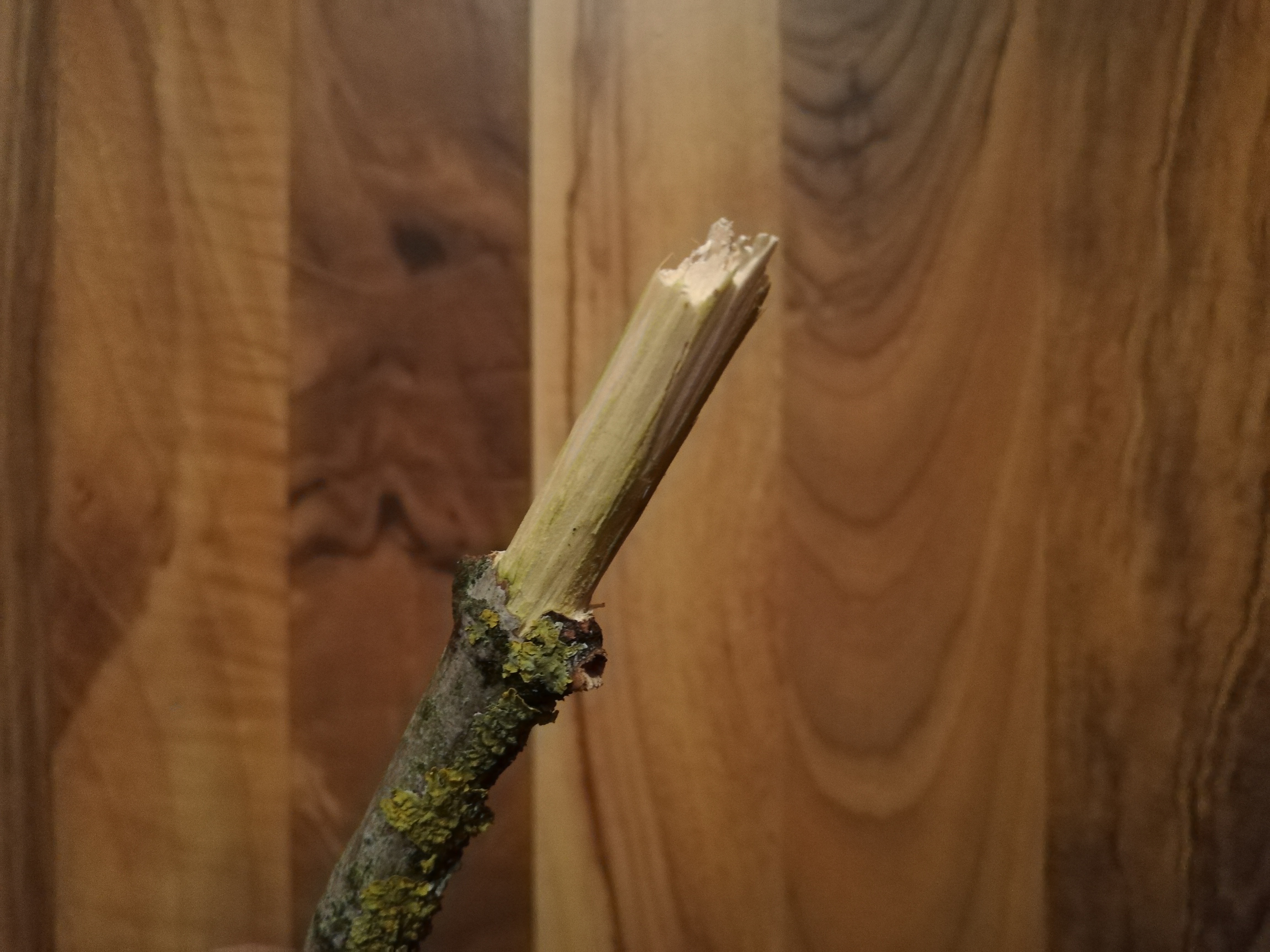 carved wood.jpg