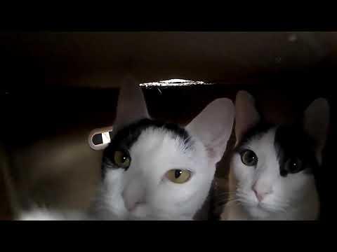 cat box camera